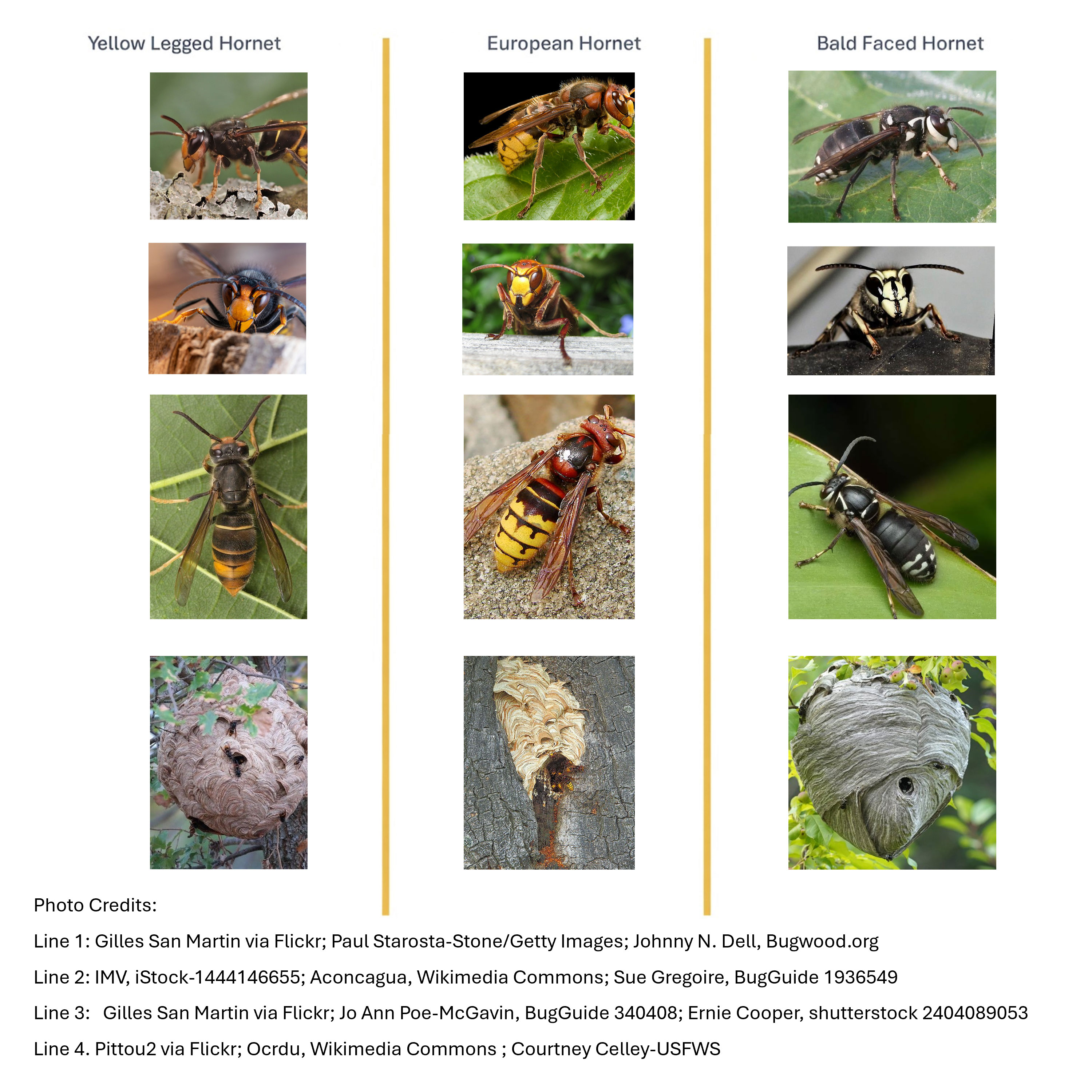 Hornet & Honey Bee Hornet & Honey Bee