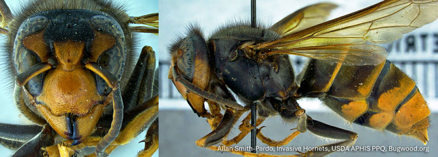 Yellow-Legged Hornet