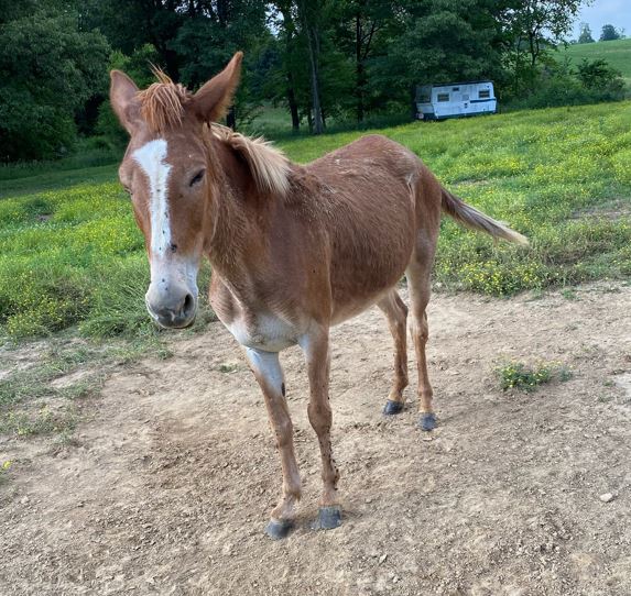 Stray Horse Search