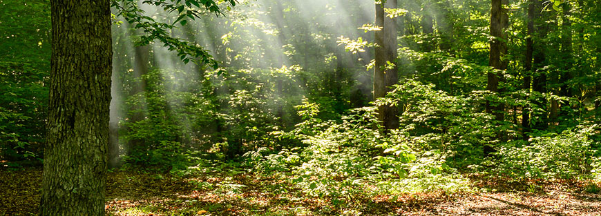 Woodlands Management